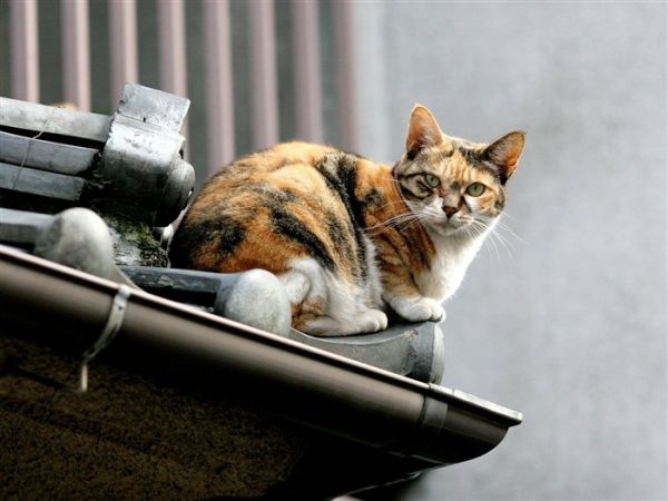 猫闲暇时间 - 猫在寺庙生活的快照 浏览:56185