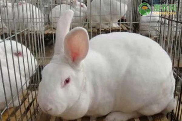 肉兔养殖场如何做到定期驱虫除害？-图片版权归惠农网所有