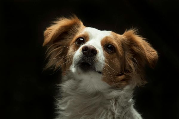 这是在工作室拍摄的一只有着蓬松毛发的可爱蝴蝶犬小狗的迷人肖像。