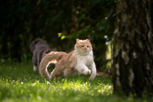 顽皮的毛茸茸的缅因猫在户外奔跑