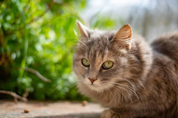花园环境中一只毛茸茸的绿眼睛虎斑猫的迷人特写。