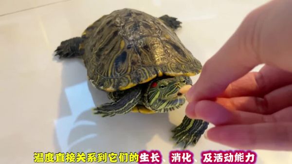 养龟必备好物推荐之“温度计”,了解环境温度是顺利养龟的基础!
