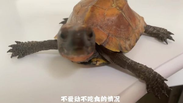 养龟必备好物推荐之“温度计”,了解环境温度是顺利养龟的基础!