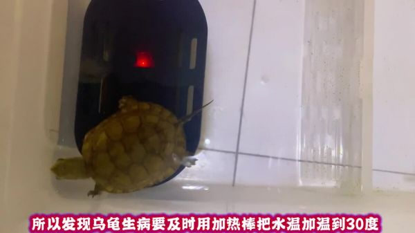 养龟必备好物推荐之“温度计”,了解环境温度是顺利养龟的基础!