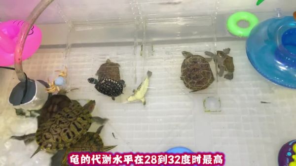 养龟必备好物推荐之“温度计”,了解环境温度是顺利养龟的基础!