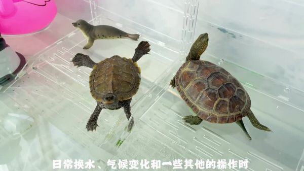 养龟必备好物推荐之“温度计”,了解环境温度是顺利养龟的基础!