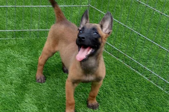 马犬幼犬怎么喂养，少时多餐营养均衡才能强壮