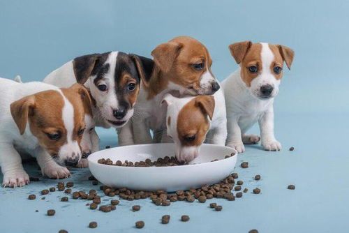 萌乐宠物食品,营养均衡,你家的宠物吃对了吗?
