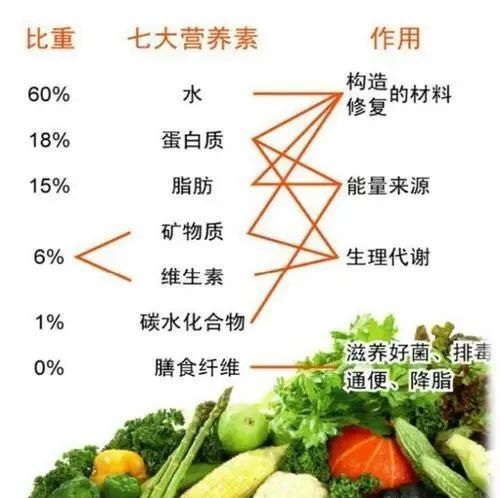 宠物健康饮食：均衡营养，科学喂养。
