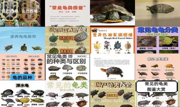 龟图片识别