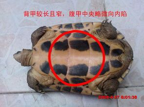 中华草龟一眼辨公母,快速识别有技巧。