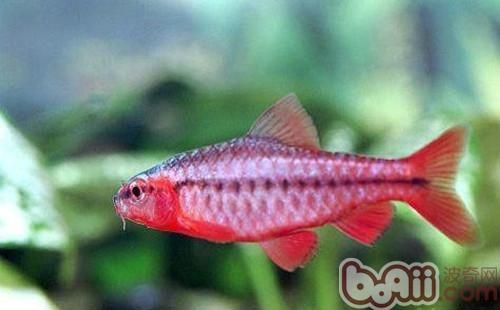 观赏<a href=/zhonglei/fish/ target=_blank class=infotextkey>鱼</a>好饲料的选择标准