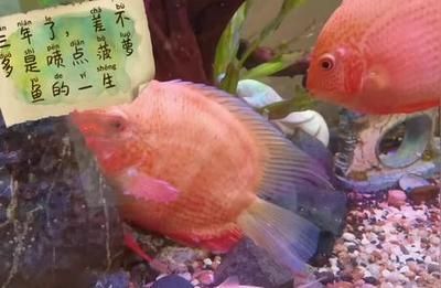 菠萝鱼饲料选择技巧,菠萝鱼水质管理要点（菠萝鱼水质管理要点菠萝鱼饲料选择技巧） 龙鱼疾病与治疗 第3张
