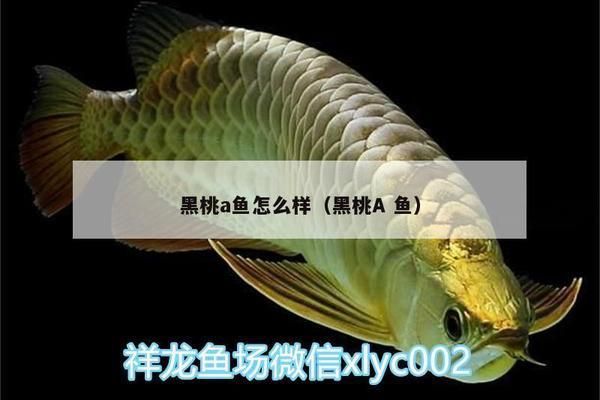 黑桃A鱼饲料营养成分分析（黑桃a鱼饲料选购技巧） 龙鱼疾病与治疗 第4张