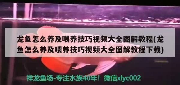 祥龙鱼场龙鱼饲料选择指南（祥龙鱼场口碑评价如何祥龙鱼场口碑评价如何龙鱼饲料选择指南） vs祥龙鱼场 第3张