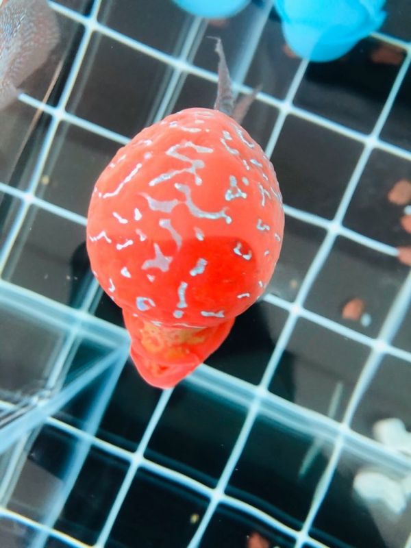 葫芦岛水族馆2017到2019吗？（葫芦岛水族联盟鱼友怎么评论的========） 观赏鱼论坛 第3张
