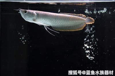 龙鱼饲料选择技巧（龙鱼的喂食频率应根据其生长阶段来决定） vs祥龙鱼场 第5张