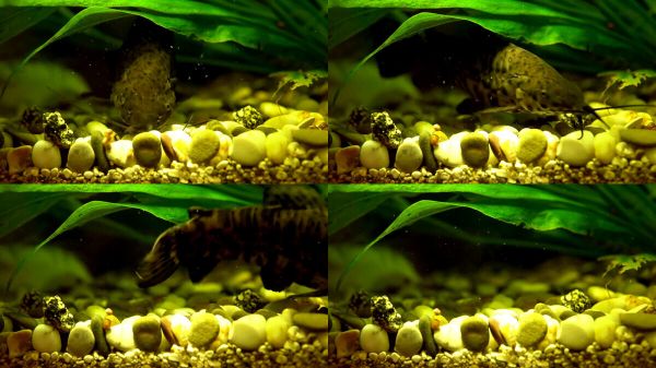 斑点装饰鲶鱼饲料在水族馆是实拍视频其他素材。尺寸为3840*2160像素，格式为视频素材。素材ID1047163。作者为：汉华易美，官方合作。斑点装饰鲶鱼饲料在水族馆购买后可商用授权！