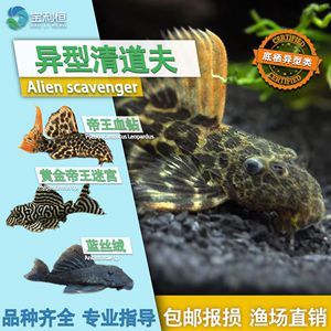 帝王迷宫鱼饲料选择营养均衡的饲料选择至关重要（帝王迷宫鱼饲料品牌推荐） 龙鱼疾病与治疗 第3张