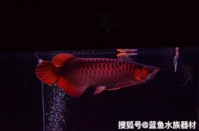 龙鱼饲料选择指南如何判断龙鱼饱食状态龙鱼饱食状态（龙鱼早上几点喂食合适） vs祥龙鱼场 第1张