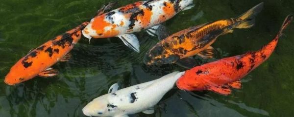 大正锦鲤适宜的饲料选择（大正锦鲤的饲料选择应当多样化，大正锦鲤饲料选择应当多样化） 龙鱼疾病与治疗 第5张