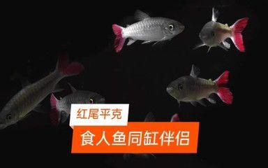 红尾平克鱼繁殖期饲料选择，红尾平克鱼幼鱼饲料推荐（红尾平克鱼繁殖期饲料选择,红尾平克鱼幼鱼饲料推荐） 龙鱼疾病与治疗 第3张