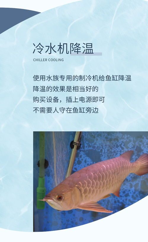 “宠物鱼鳞病护理攻略，养鱼必备！”