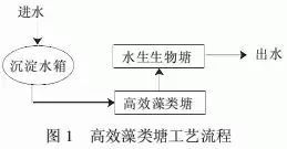 鱼缸藻类处理指南:高效清理技巧,宠物必备知识!