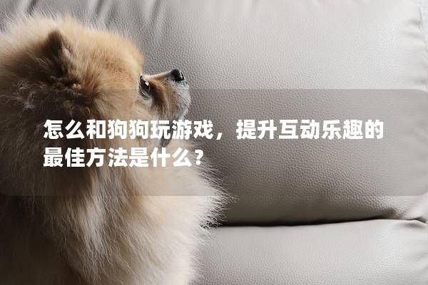 怎么和狗狗玩游戏，提升互动乐趣的最佳方法是什么？