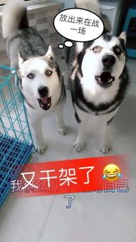 夏日避暑攻略:如何帮助哈士奇度过酷暑?实用技巧收藏!