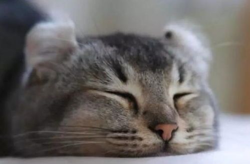 猫咪避暑神器有哪些?真的能让它们清凉一夏吗?