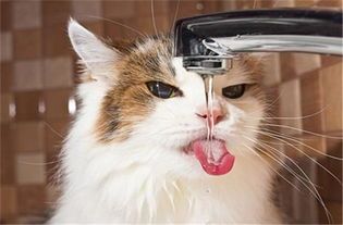 猫咪避暑神器有哪些?真的能让它们清凉一夏吗?