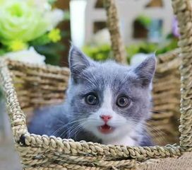 宠物猫散热技巧，轻松降温，守护健康！