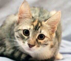 宠物猫散热技巧，轻松降温，守护健康！
