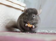 龙猫食物必备的营养物质