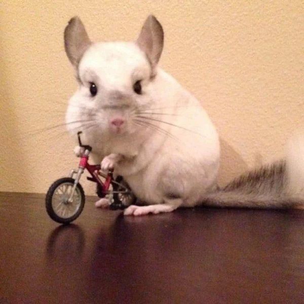 龙猫宠物好养吗