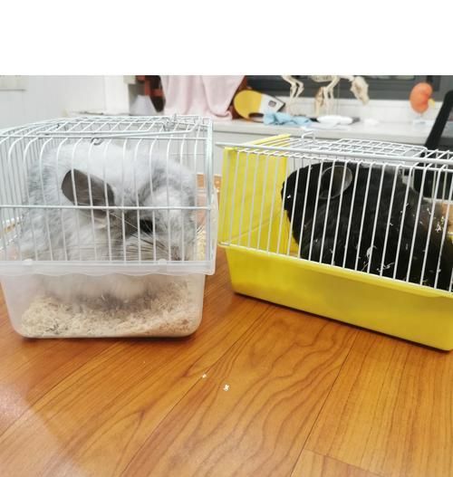 龙猫以粮为主的喂养方式是否适宜及原因是什么？