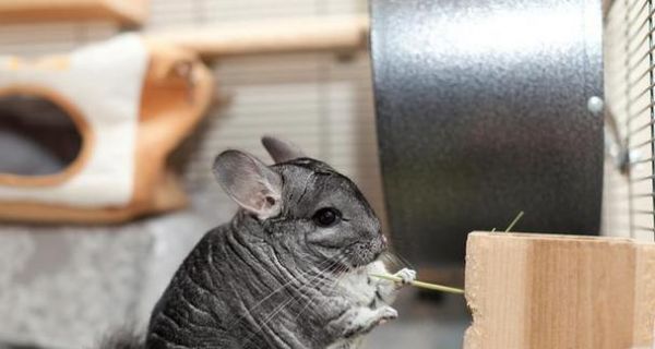 龙猫吃什么容易长胖？如何科学喂养龙猫保持健康？
