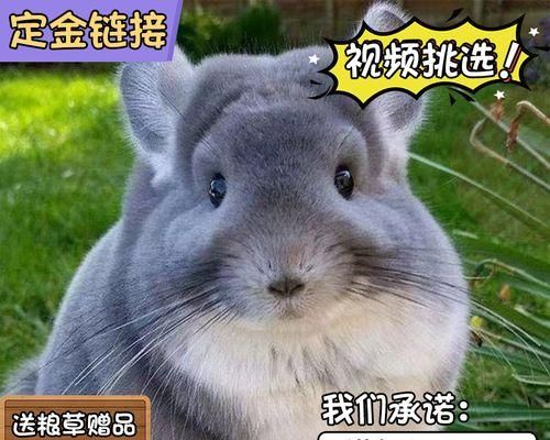 龙猫饮食之奶粉选择（宠物营养的重要性与喂养技巧）