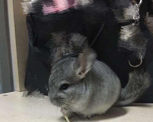 如何避免宠物龙猫容易胖的问题（科学饮食加适量运动）