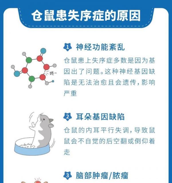 仓鼠吃鼠粮好还是蔬菜好？哪种更适合仓鼠的营养需求？