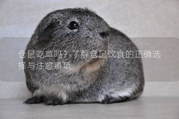 仓鼠吃草吗？了解仓鼠饮食的正确选择与注意事项