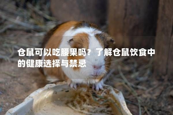 仓鼠可以吃腰果吗？了解仓鼠饮食中的健康选择与禁忌