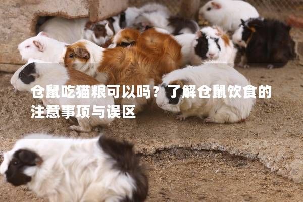 仓鼠吃猫粮可以吗？了解仓鼠饮食的注意事项与误区