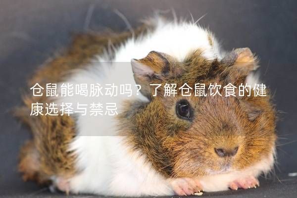 仓鼠能喝脉动吗？了解仓鼠饮食的健康选择与禁忌