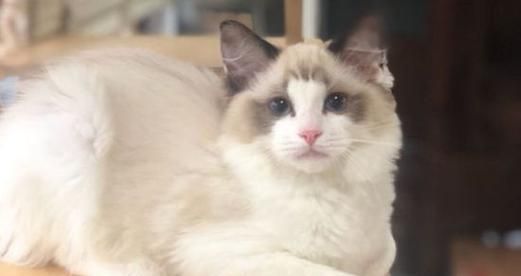 白色耳朵的布偶猫——优雅、温顺的宠物（以白色耳朵的布偶猫为主题的宠物介绍）