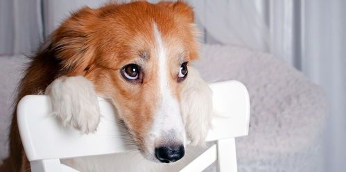 宠物冬眠地选择与宠物主人注意事项