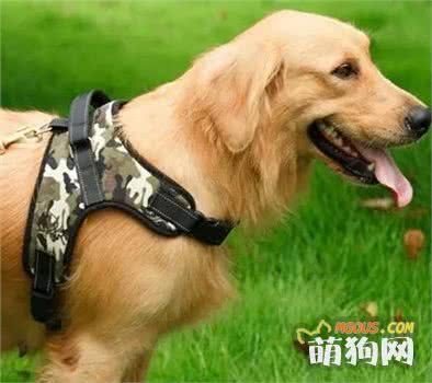 养狗必须装备这些东西！不然你不是一个合格的铲屎官