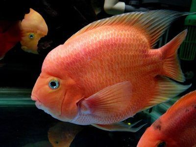 鹦鹉鱼混养最佳伴侣选择（鹦鹉鱼混养注意事项） 龙鱼疾病与治疗 第4张