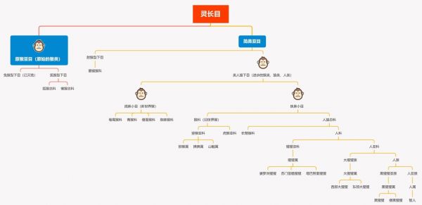 灵长类动物图谱
